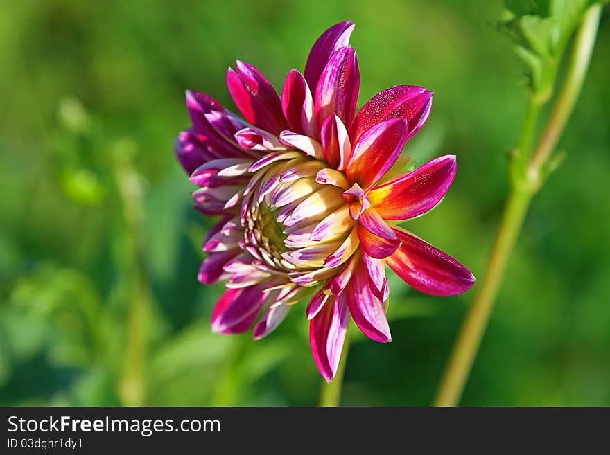 Colorful dahlia flower with morning dew drops