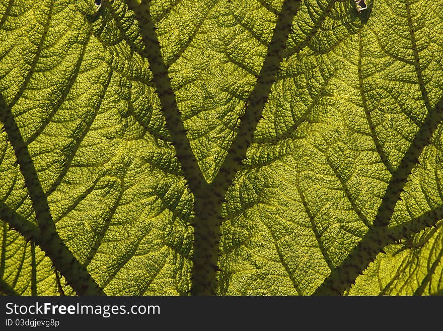 Leaf of a Giant Rhubarb (Gunnera manicata), Germany, Europe