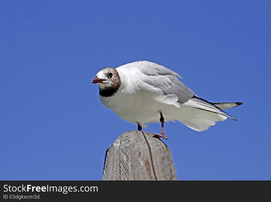 Larus Ridibundus - Black-headed Gull