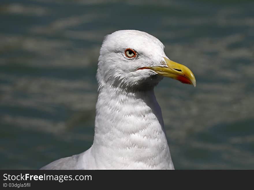 Yellow-legged Gull (Larus Michahellis)