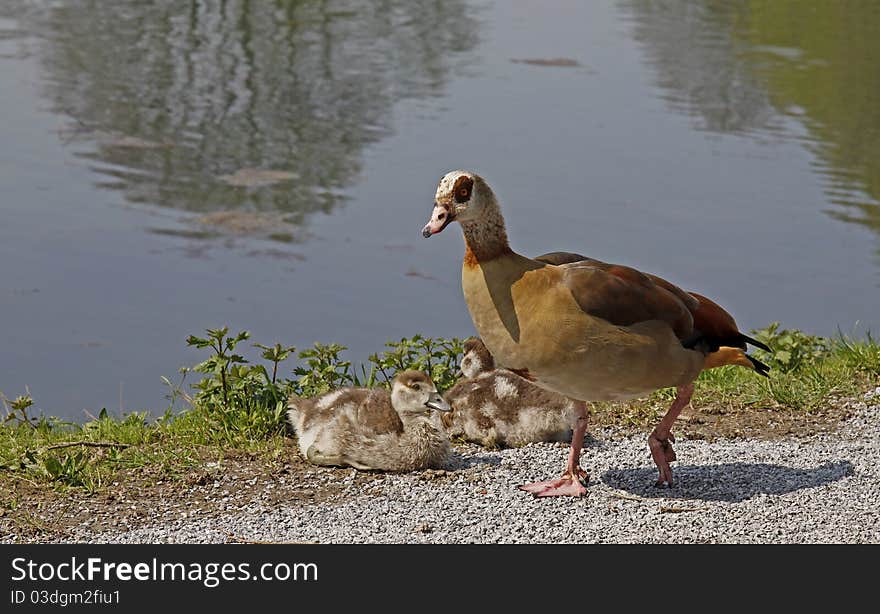 Egyptian Goose (Alopochen aegytiacus) - Goose on food search in Lower Saxony, Germany, Europe