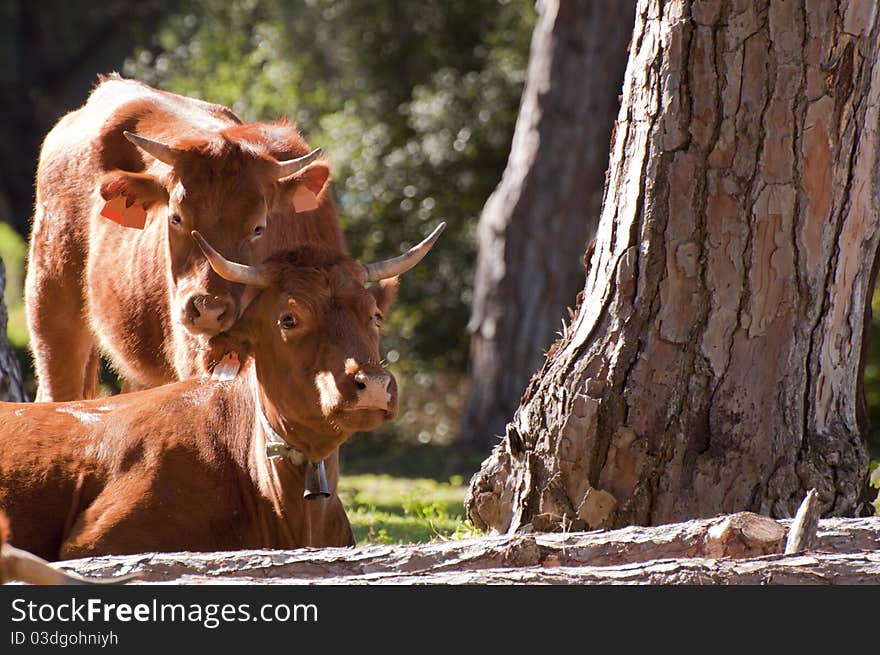 A pair of Spanish Cows relaxing in the sunshine in southern Spain. A pair of Spanish Cows relaxing in the sunshine in southern Spain