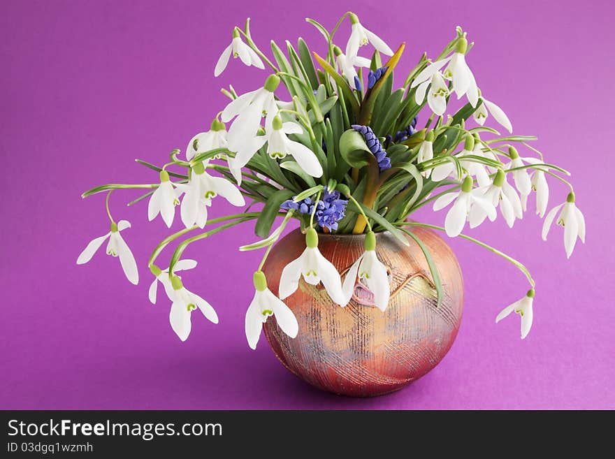 The bouquet of snowdrops in vase on violet