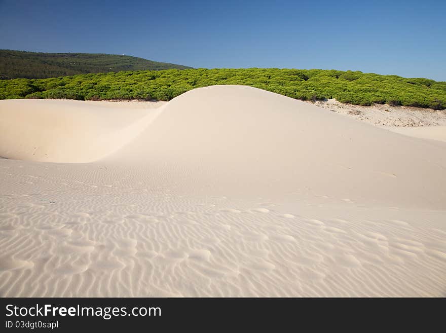 Dune and forest