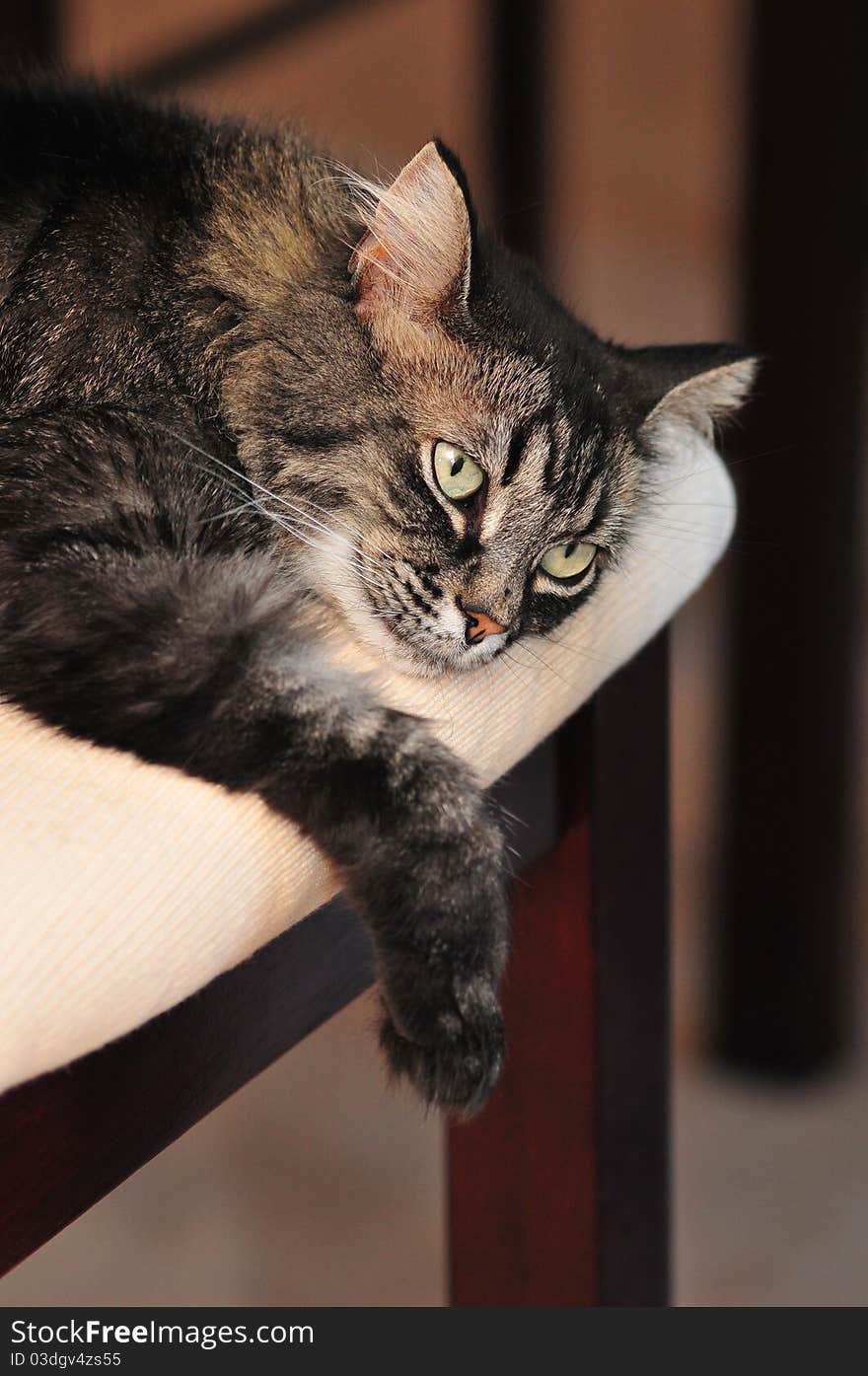 Cat relaxing on a chair. Cat relaxing on a chair