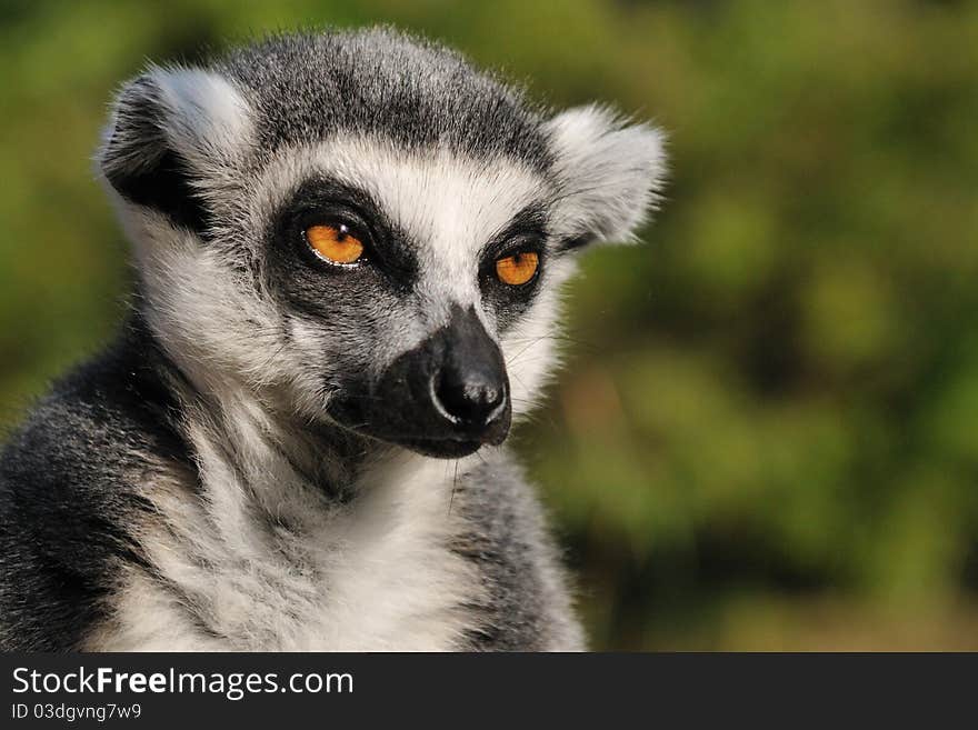 Lemur kata