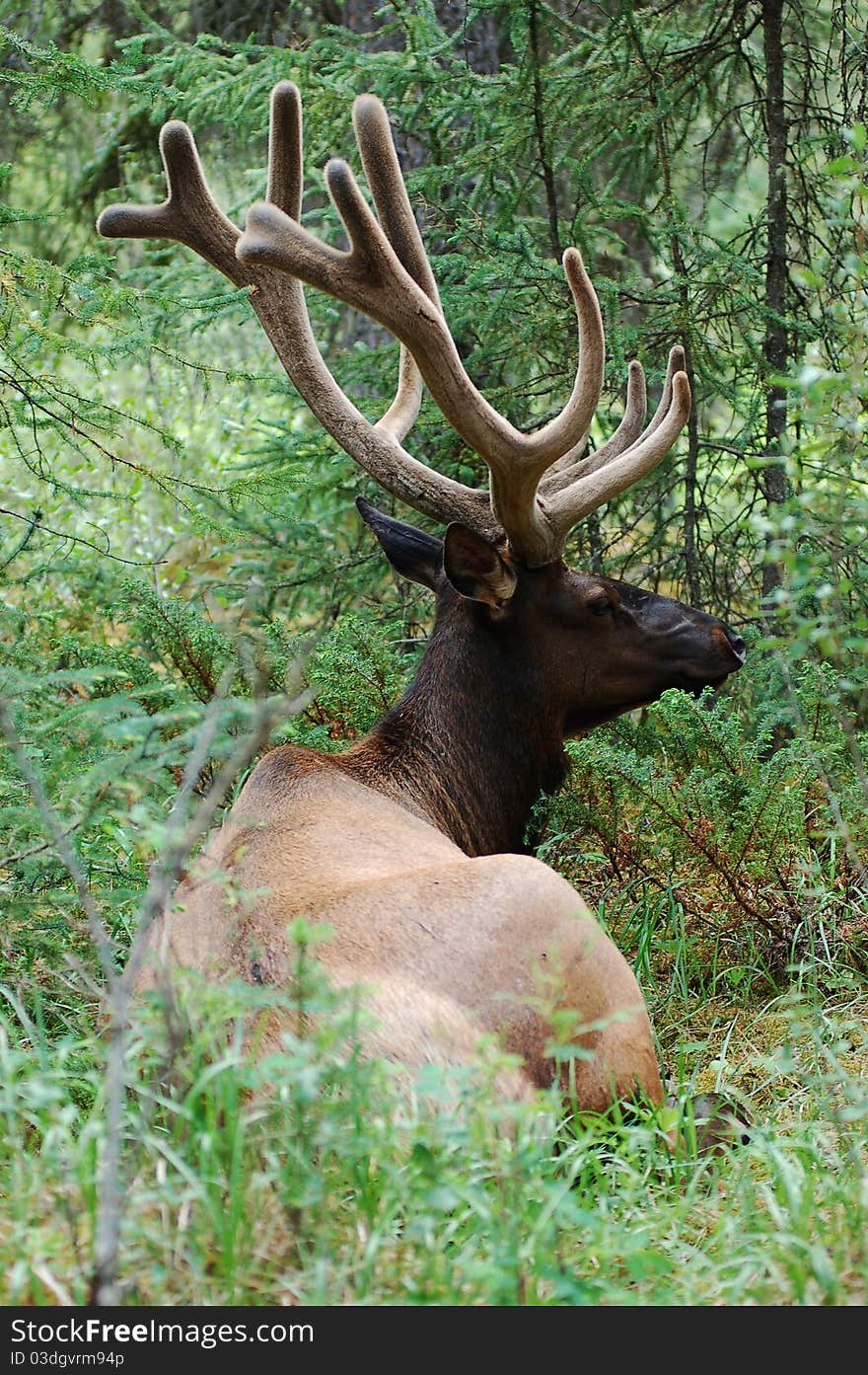 Elk in a forest