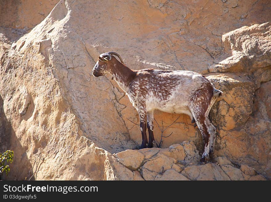 Side of goat on rock