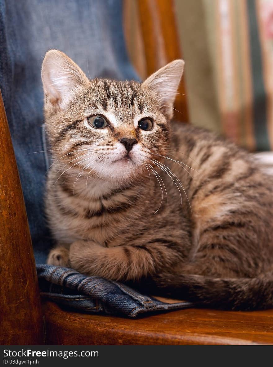 Kitten lie on jeans in chair. Kitten lie on jeans in chair