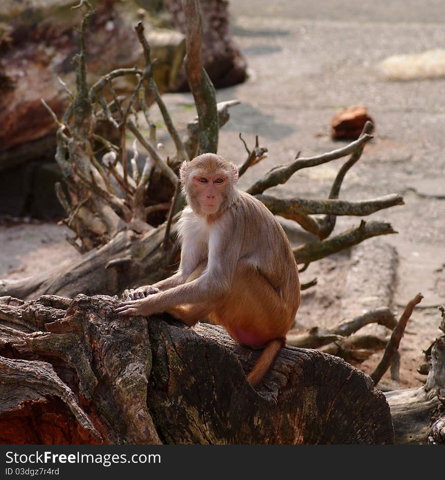 Rhesus monkey at the Heidelberg s Zoo, Germany