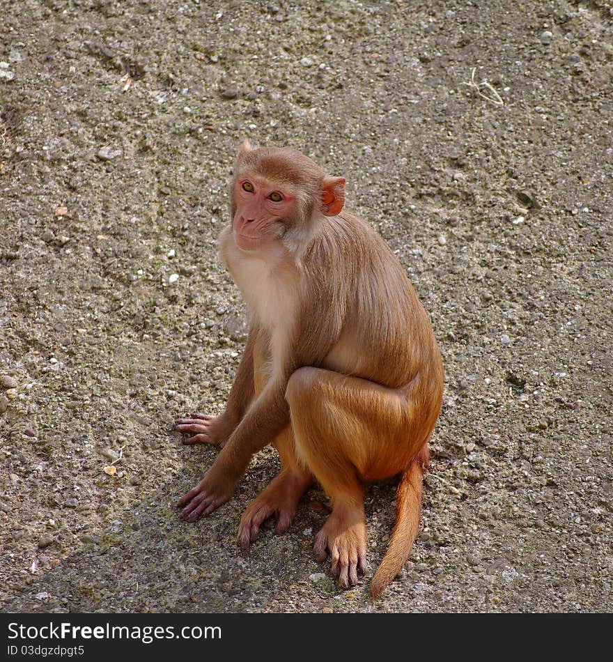 Rhesus monkey at the Heidelberg's Zoo, Germany, 2011