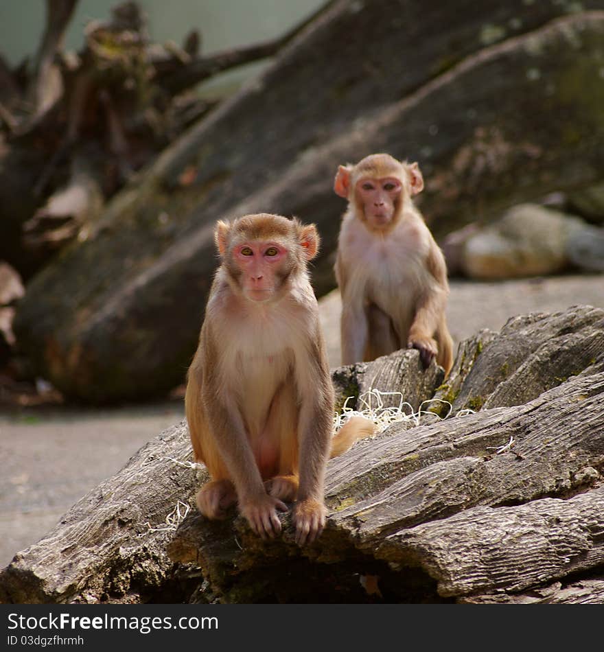 Rhesus monkey at the Heidelberg s Zoo, Germany