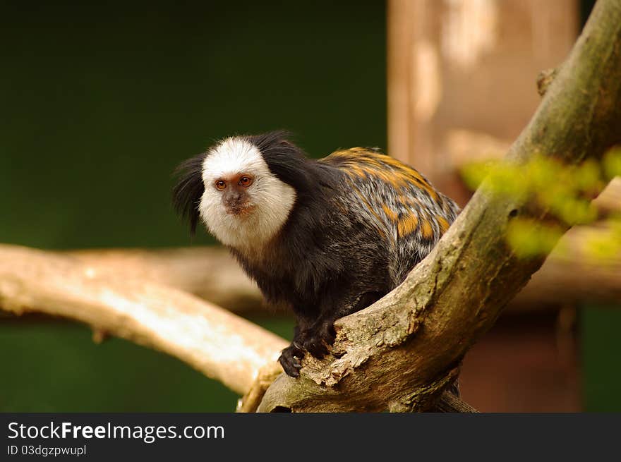 White-fronted Marmoset at Heidelberg s zoo