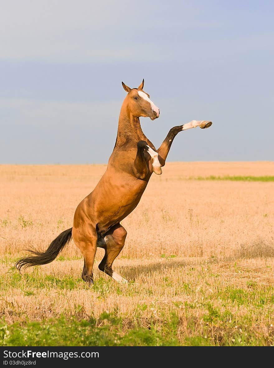 Bay akhal-teke stallion on the field