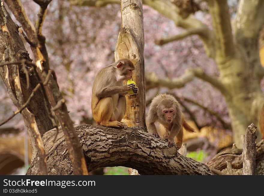 Rhesus monkeys are defending their food, Heidelberg Zoo, Germany. Rhesus monkeys are defending their food, Heidelberg Zoo, Germany