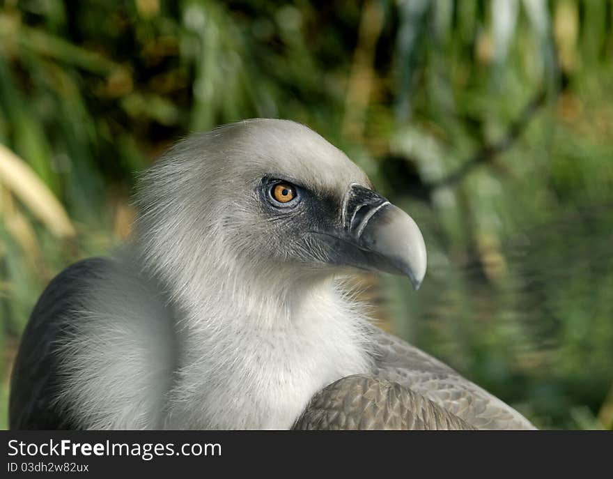 Portrait of Vulture, blurry background