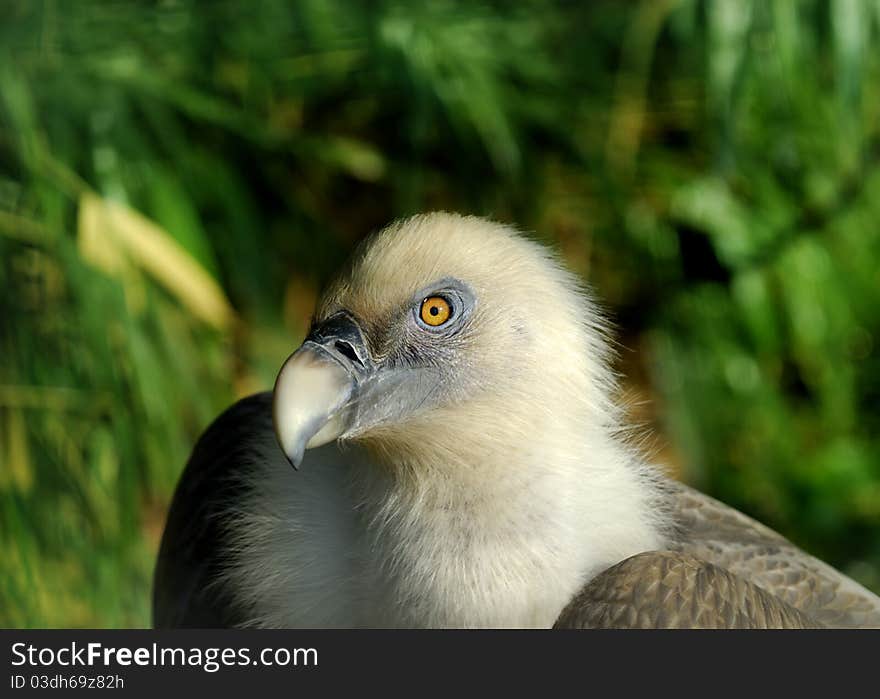 Portrait of Vulture, blurry background. Portrait of Vulture, blurry background