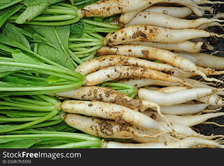 White Radish Plants