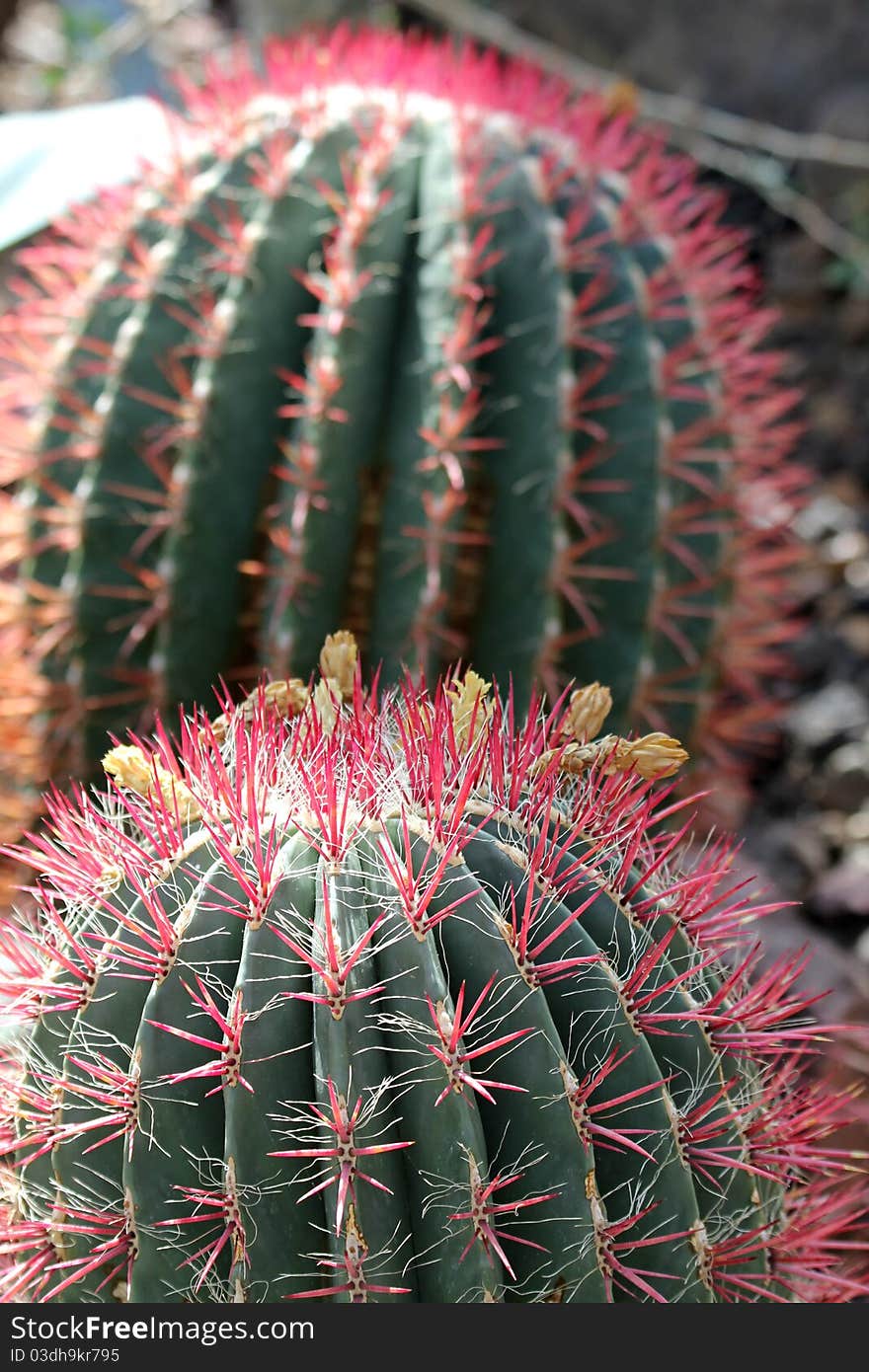 Globe cactus closeup with red spikes and yellow flowers.