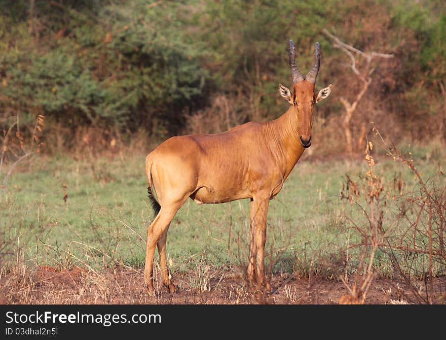 Jacksons Hartebeest male standing on the open savanna and looking toward the camera at Murchison Falls National Park in Uganda.