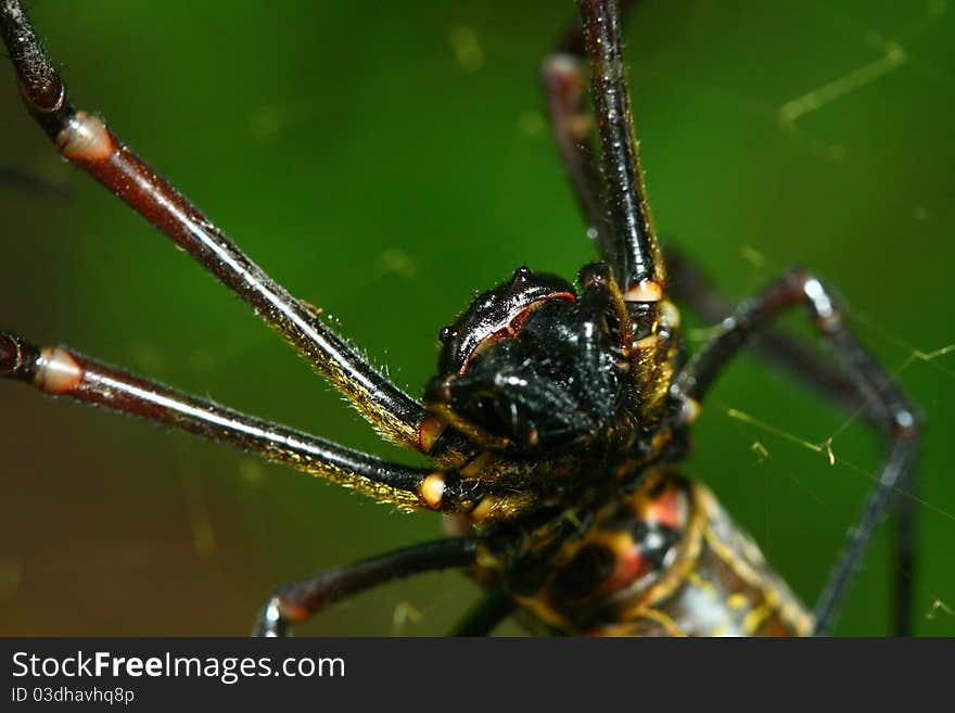 Close up of the batik orb web spider (Nephila antipodiana). Close up of the batik orb web spider (Nephila antipodiana)