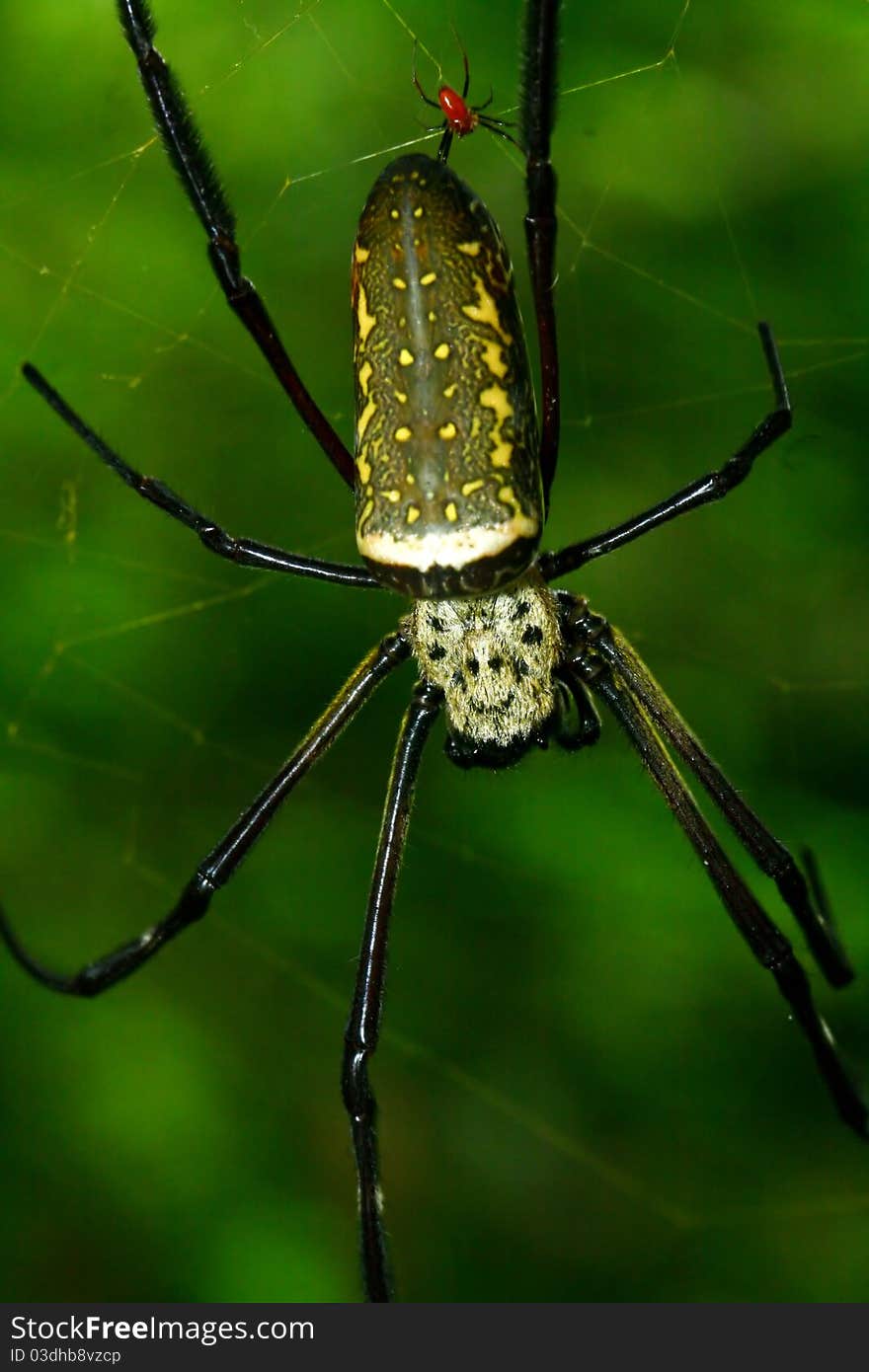 Close up of the batik orb web spider (Nephila antipodiana) with a small male behind. Close up of the batik orb web spider (Nephila antipodiana) with a small male behind.