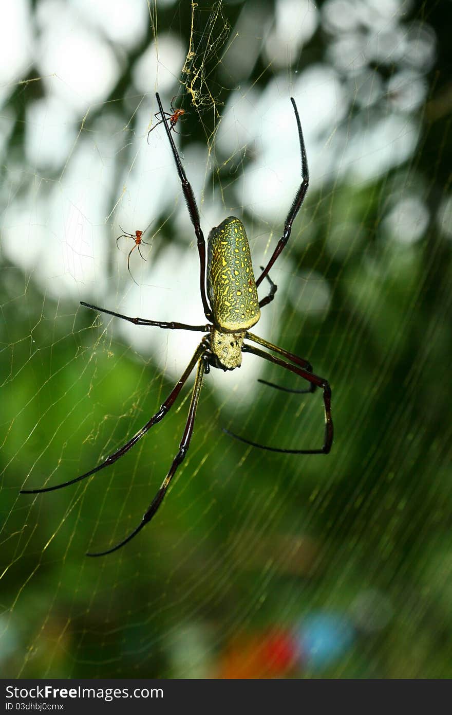 A female batik orb web spider (Nephila antipodiana) with two small males behind.