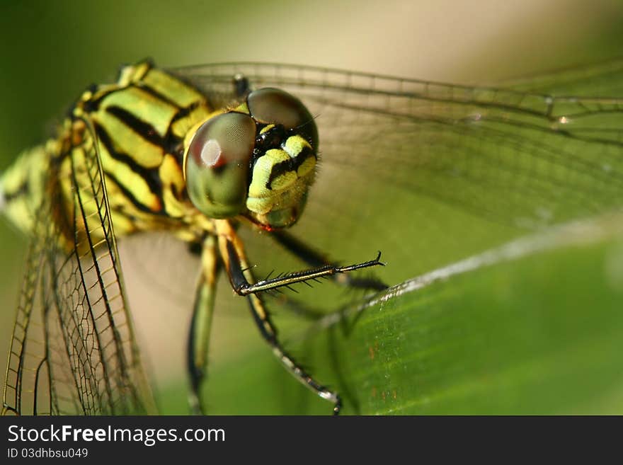 A green dragonfly (Orthetrum sabina)