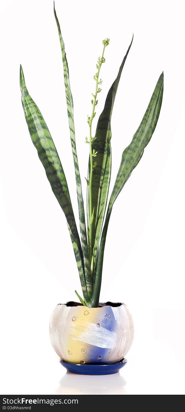 Sansevieria in pot on white background