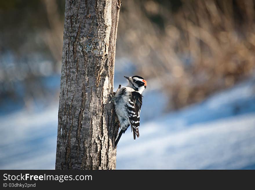 A downy woodpecker (Picoides pubescens) feeds on a dead tree trunk in winter. A downy woodpecker (Picoides pubescens) feeds on a dead tree trunk in winter.