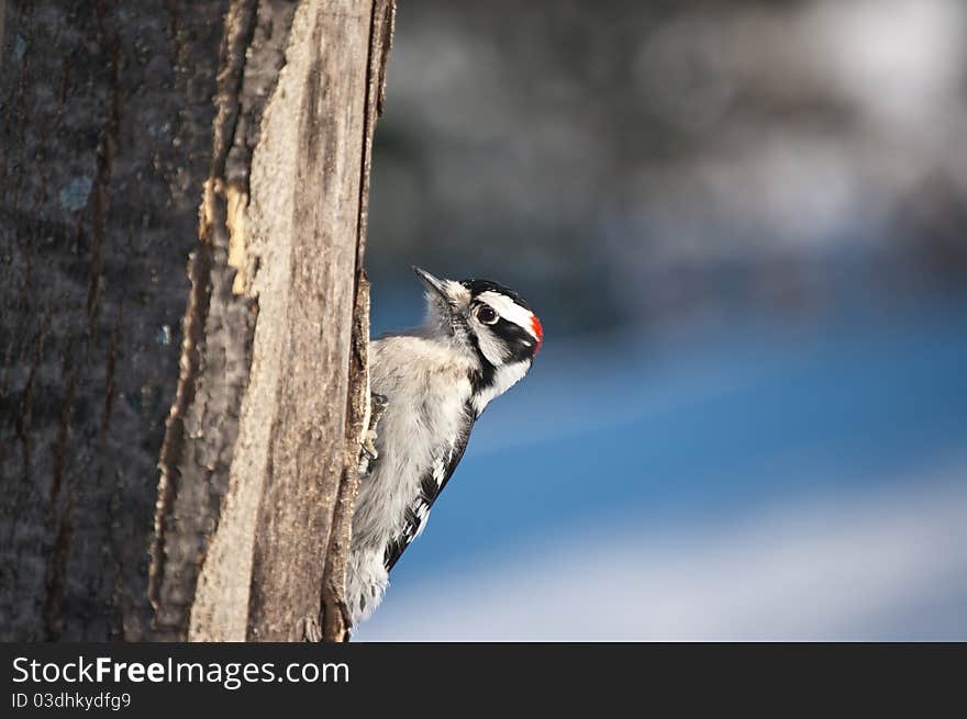 A downy woodpecker (Picoides pubescens) feeds on a dead tree trunk in winter. A downy woodpecker (Picoides pubescens) feeds on a dead tree trunk in winter.