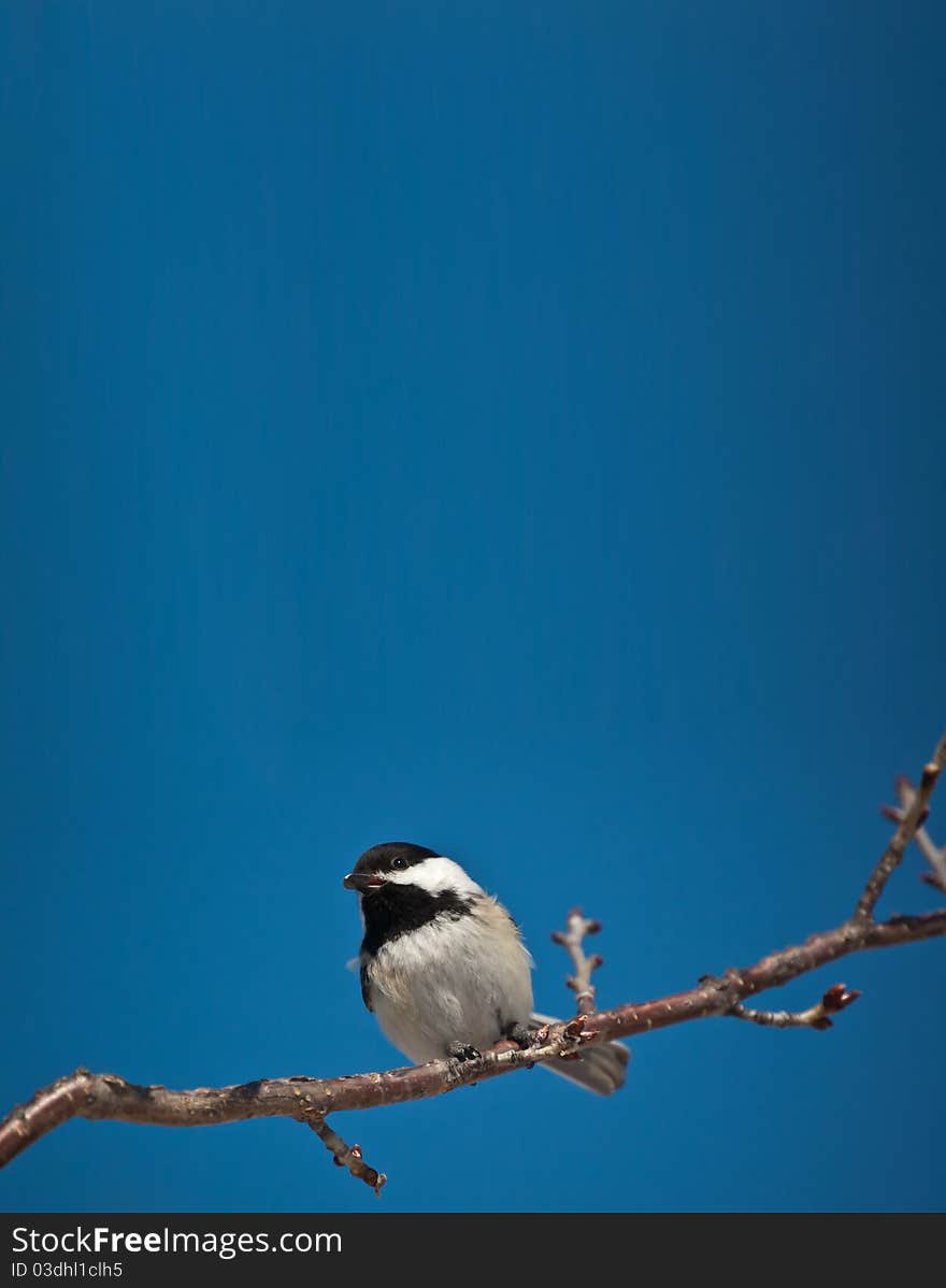 Black-Capped Chickadee Eating A Seed.