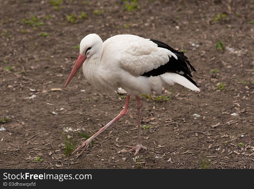 White stork at the zoo, searching for some food.