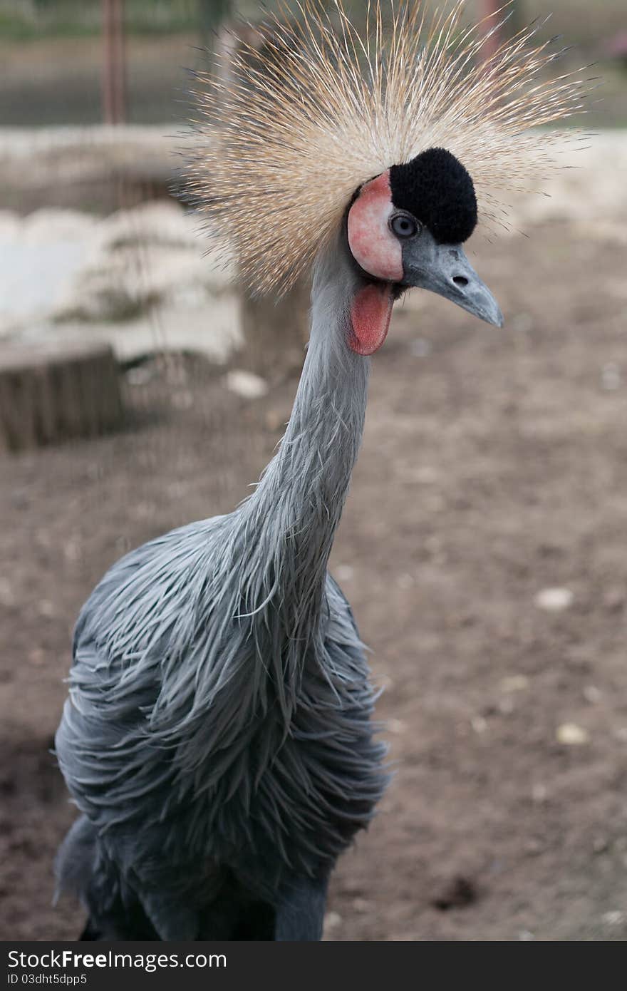 Grey Crowned Crane