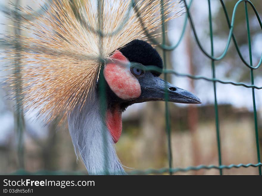 Beautiful portrait of Grey Crowned Crane bird.