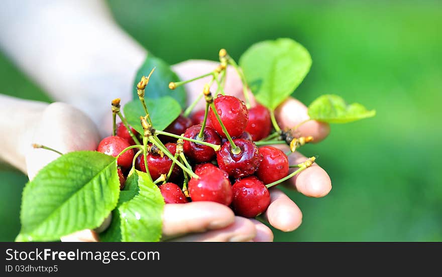 Cherries in woman hands in spring time