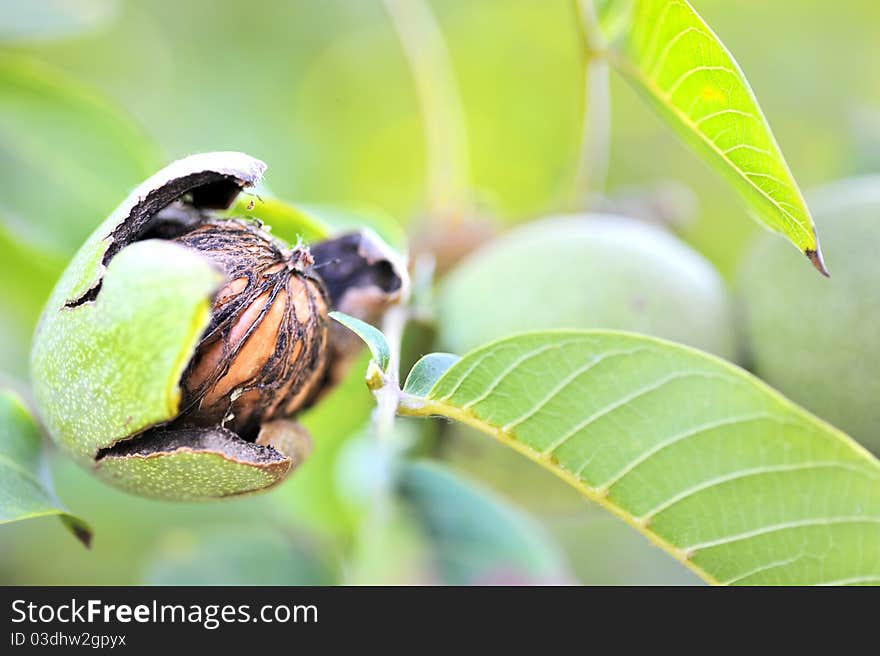 Ripe walnut in opened shell