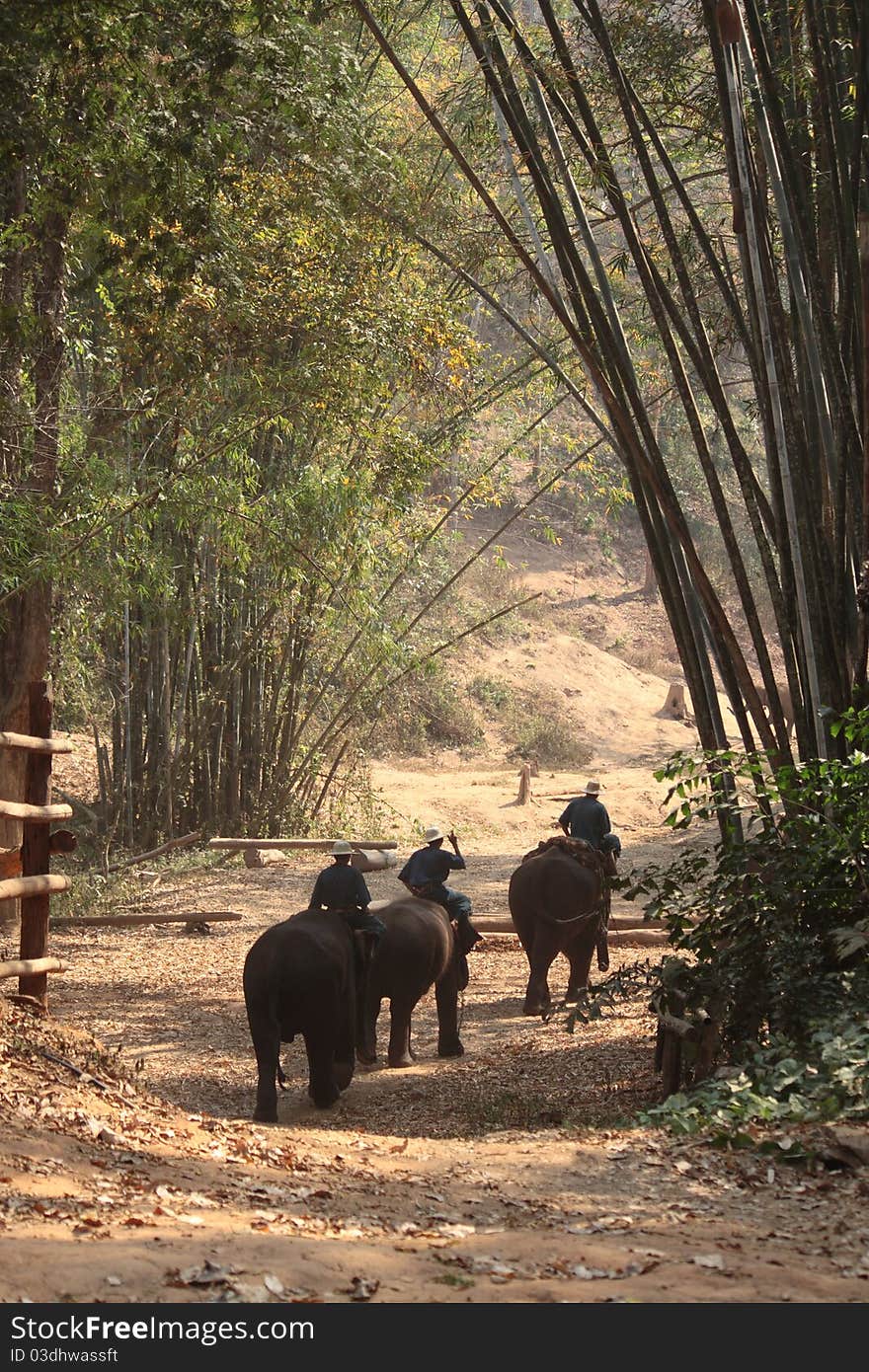 Asia elephant at chiangmai,Thailand