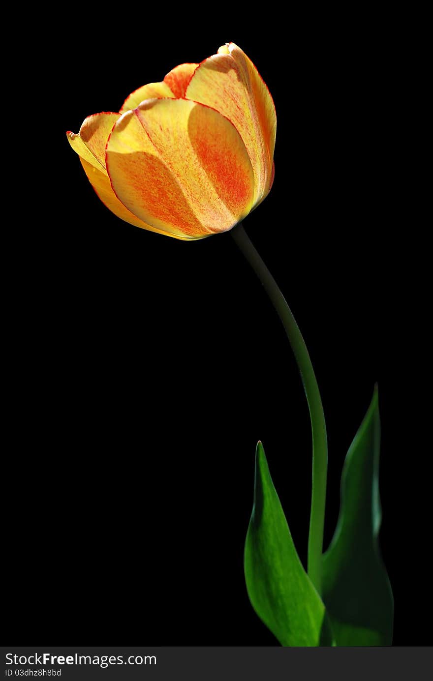 Yellow Tulip With Red Dots On A Black Background