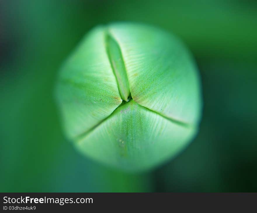 Bud of Tulip close-up