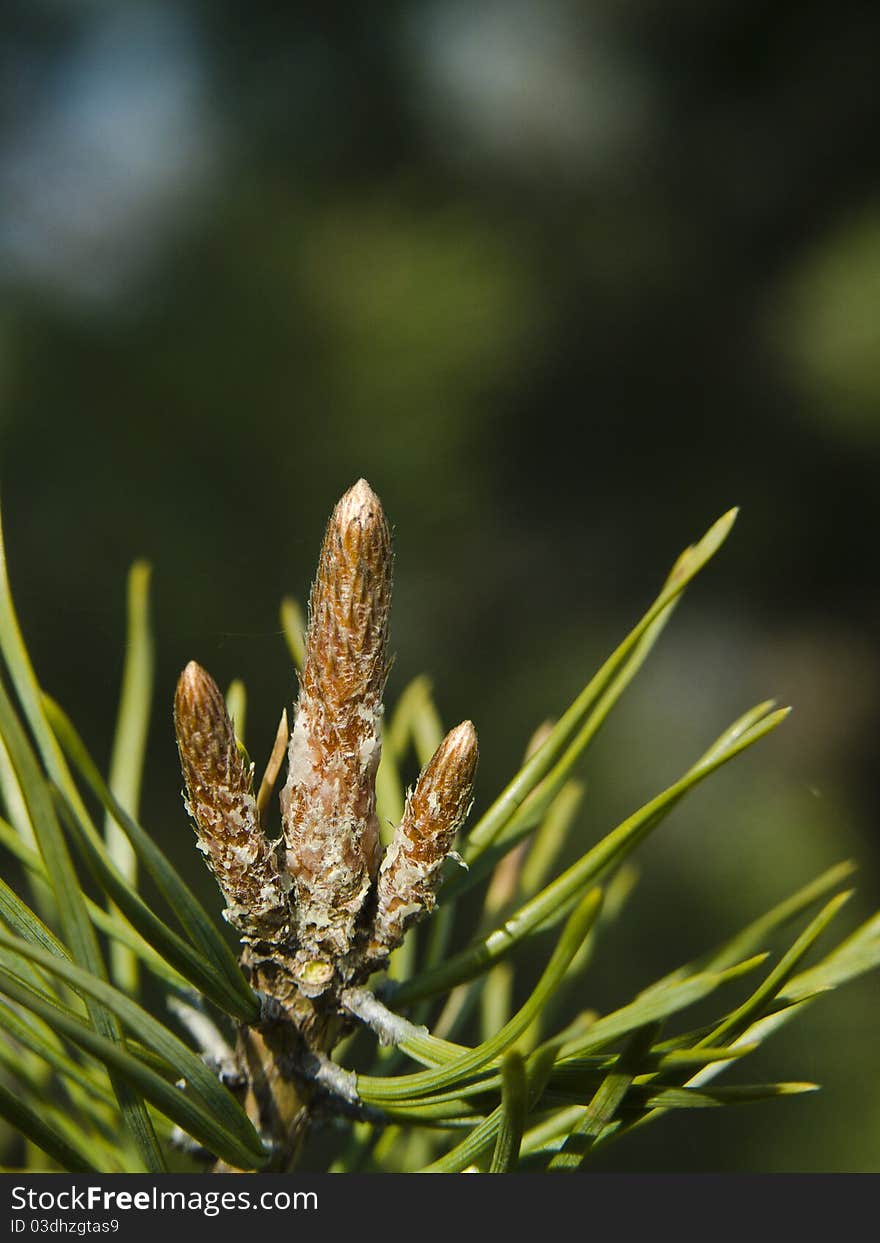 Close up on conifer with blur background at spring