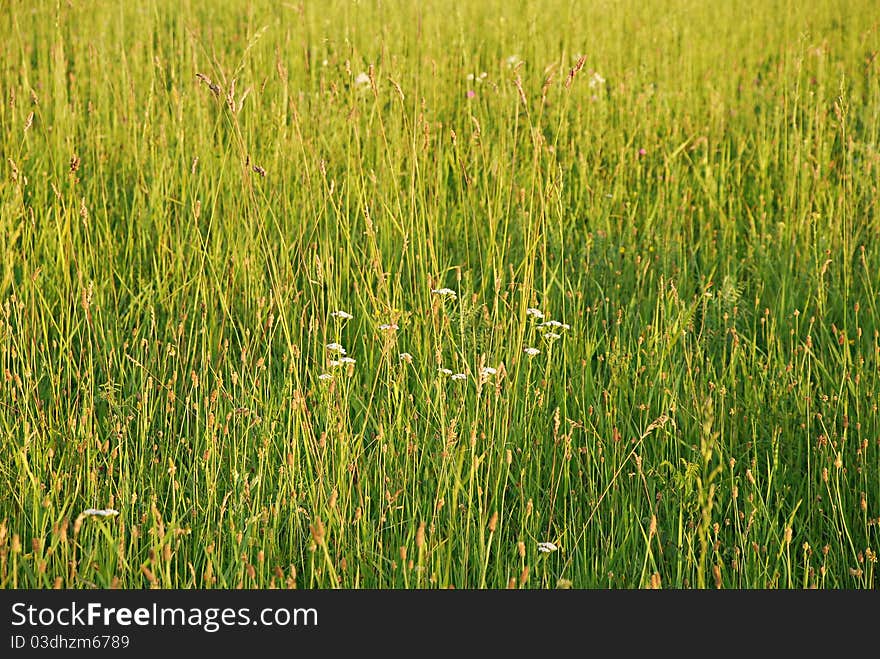 Meadow spring background