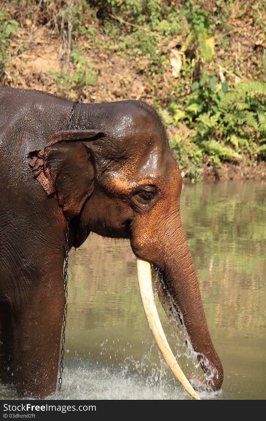 Asia elephant at chiangmai,Thailand