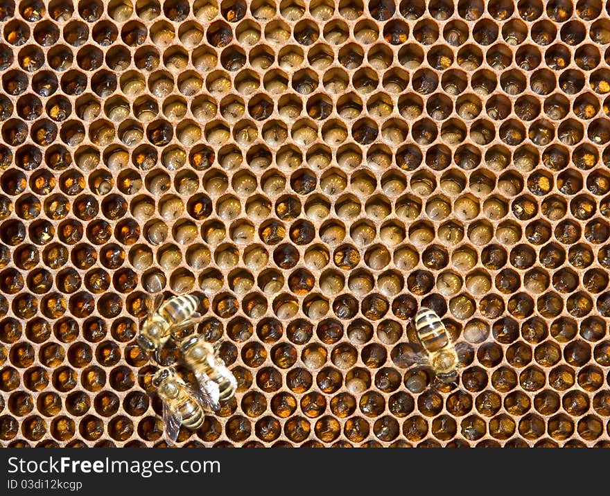 Larvae of the future of bees