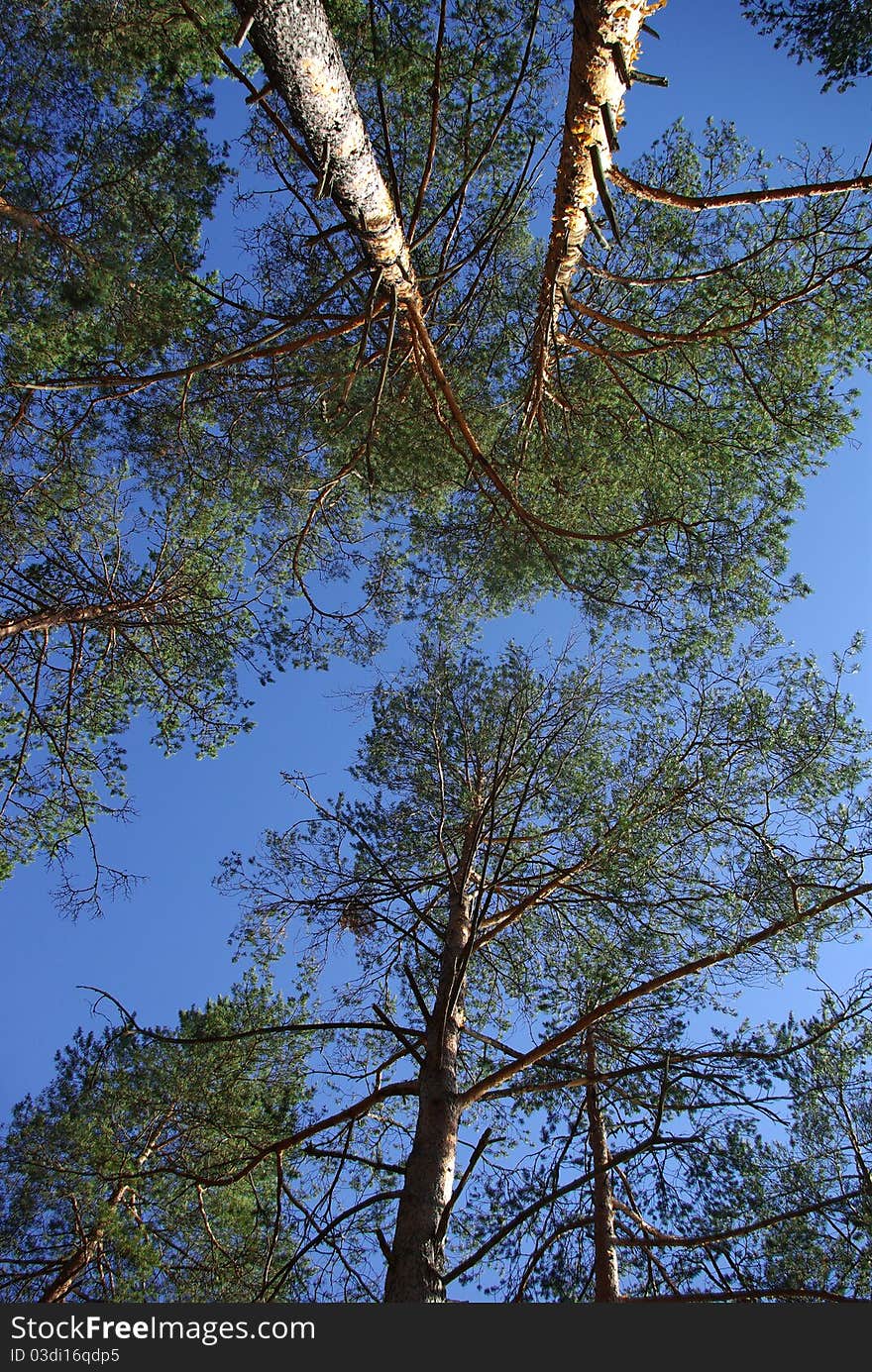 Pine Trees