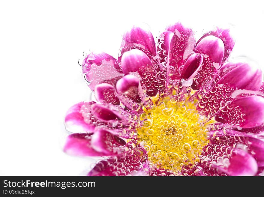 Purple Flower In Water