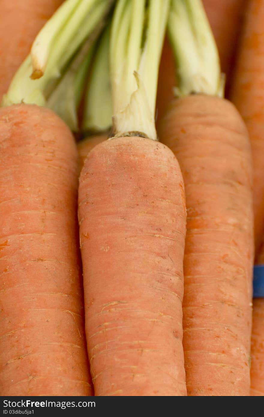 Close up on a cluster of carrots.