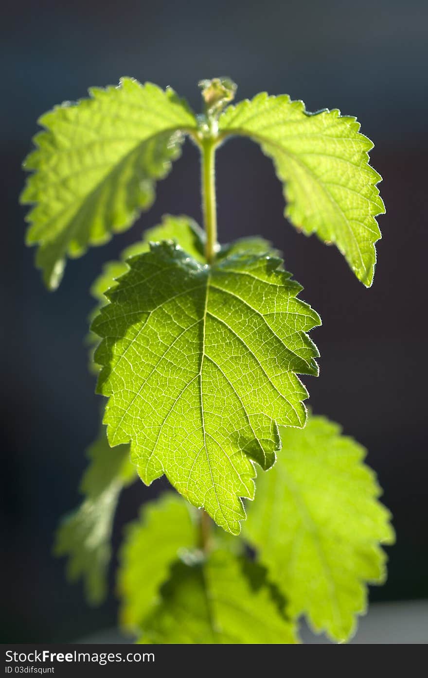 Closeup of a little plant backlight