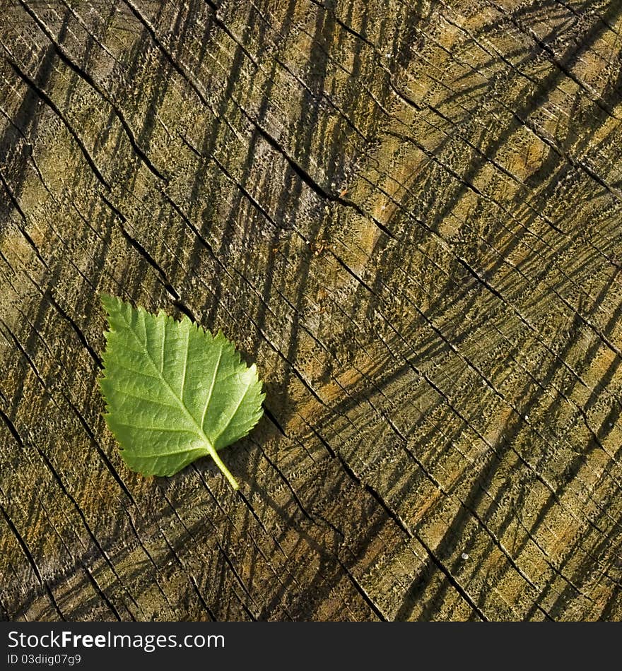 Background with frsh, green leaf