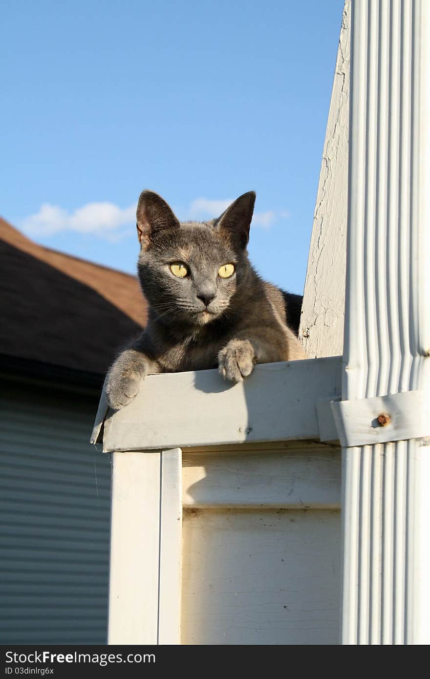 Sunshine Kitty